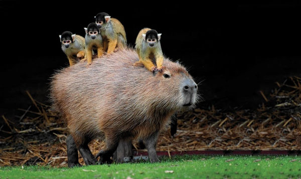 Capybara: A giant rat weighing up to 68kg, at ease among crocodiles thanks to its special abilities Picture 6