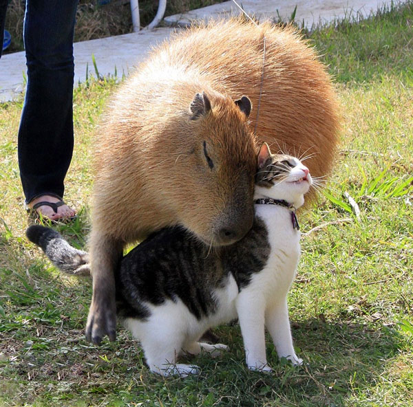 Capybara: A giant rat weighing up to 68kg, at ease among crocodiles thanks to its special abilities Picture 7