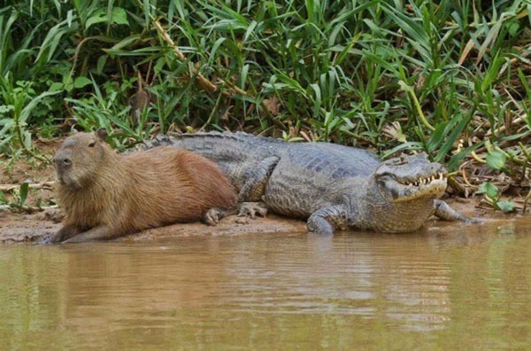 Capybara: A giant rat weighing up to 68kg, at ease among crocodiles thanks to its special abilities Picture 8