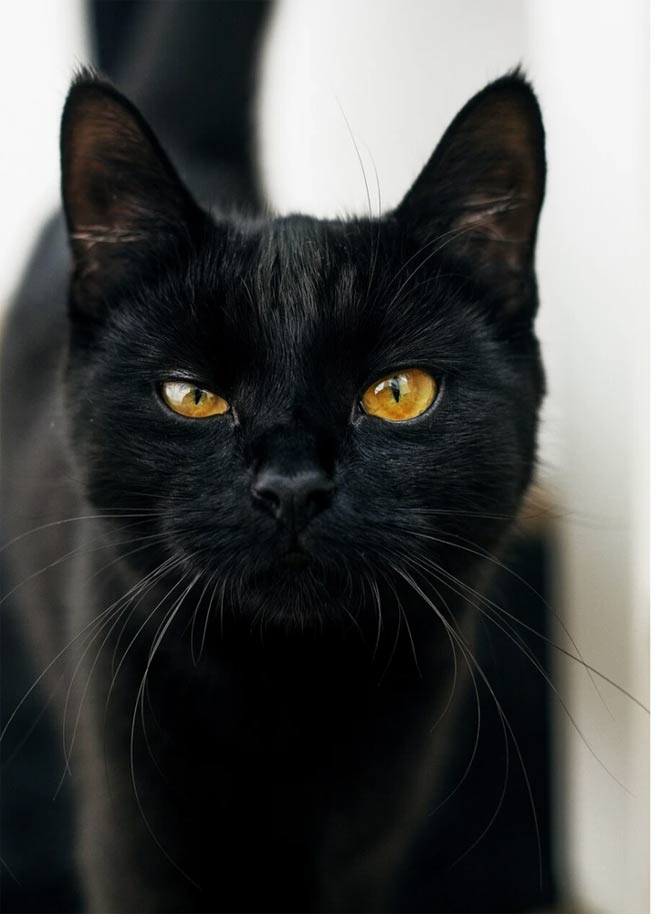 Cat Breeds Not for First-Time Owners Picture 1