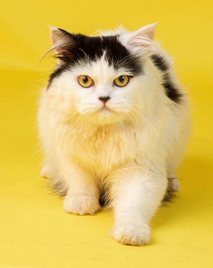 Cat Breeds Not for First-Time Owners Picture 2