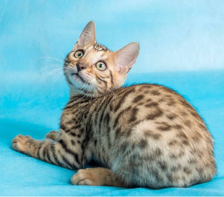 Cat Breeds Not for First-Time Owners Picture 3