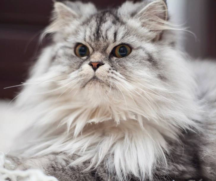 Cat Breeds Not for First-Time Owners Picture 4