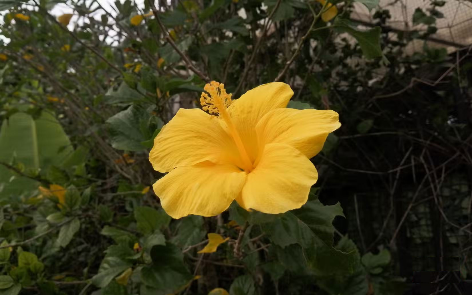 Can today's cheap smartphones beat mirrorless cameras? Picture 6