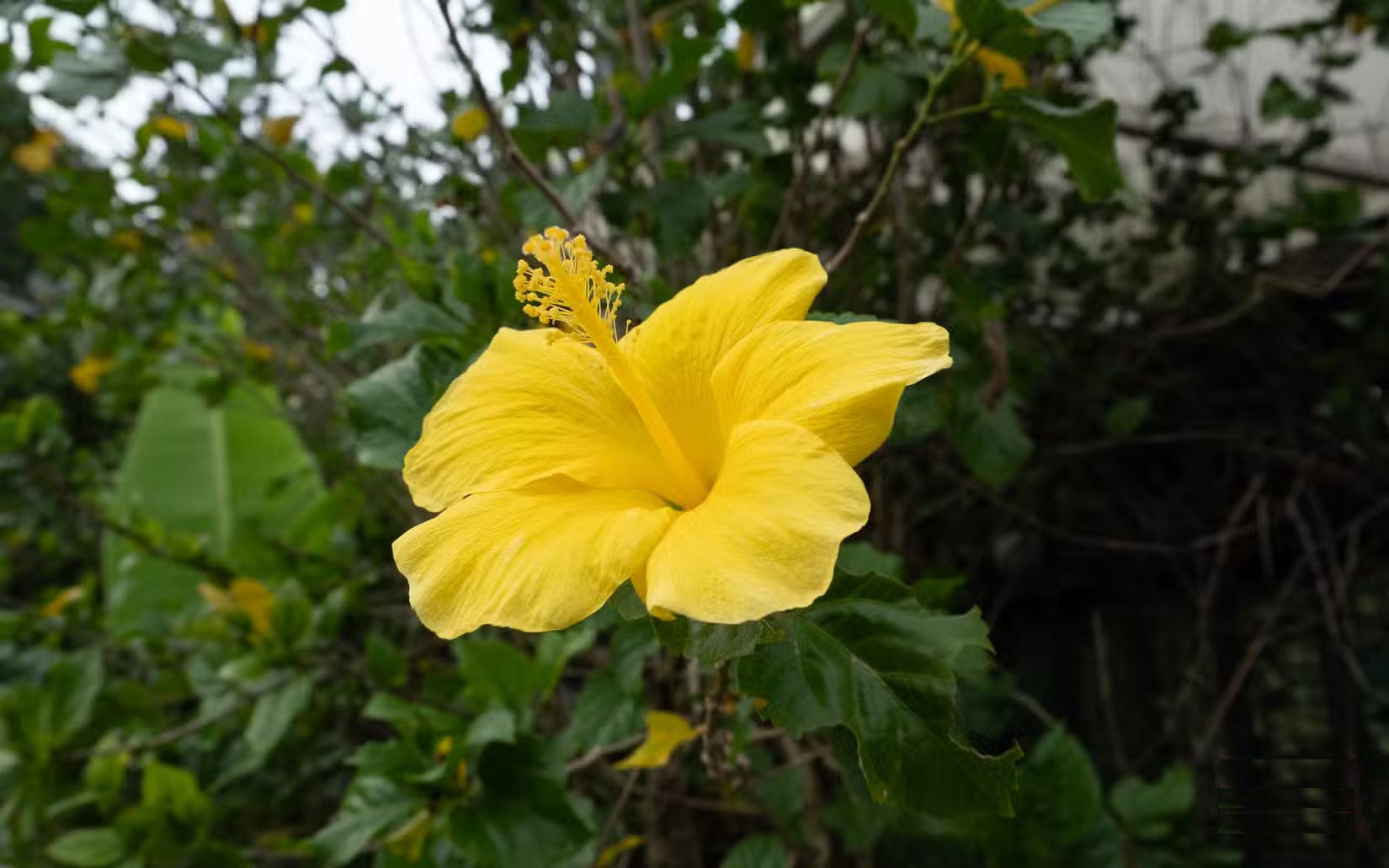 Can today's cheap smartphones beat mirrorless cameras? Picture 7