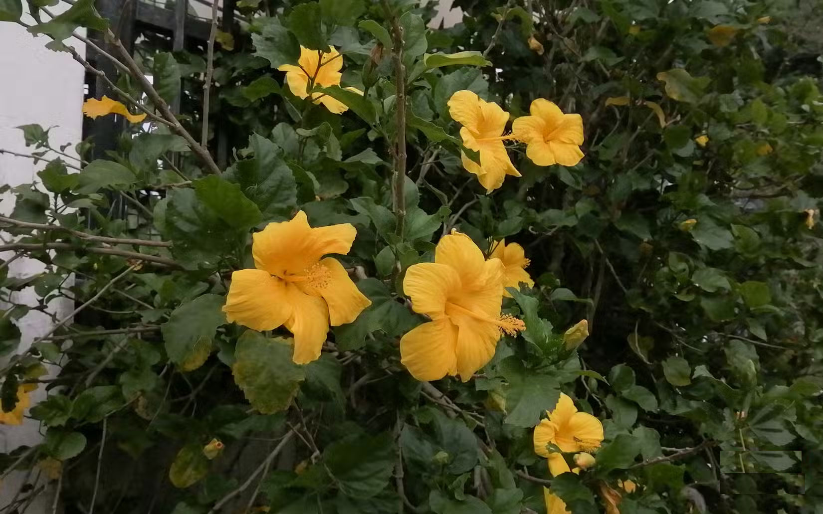 Can today's cheap smartphones beat mirrorless cameras? Picture 8