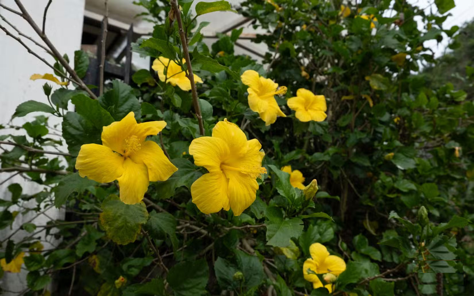 Can today's cheap smartphones beat mirrorless cameras? Picture 9