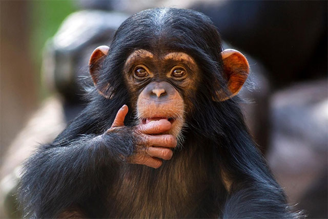 Chimpanzees can think rationally like humans. Picture 1
