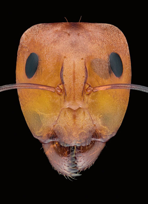 Close-up of the faces of 12 species of ants in the world Picture 10