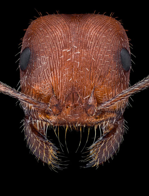 Close-up of the faces of 12 species of ants in the world Picture 11