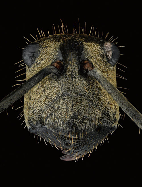 Close-up of the faces of 12 species of ants in the world Picture 12