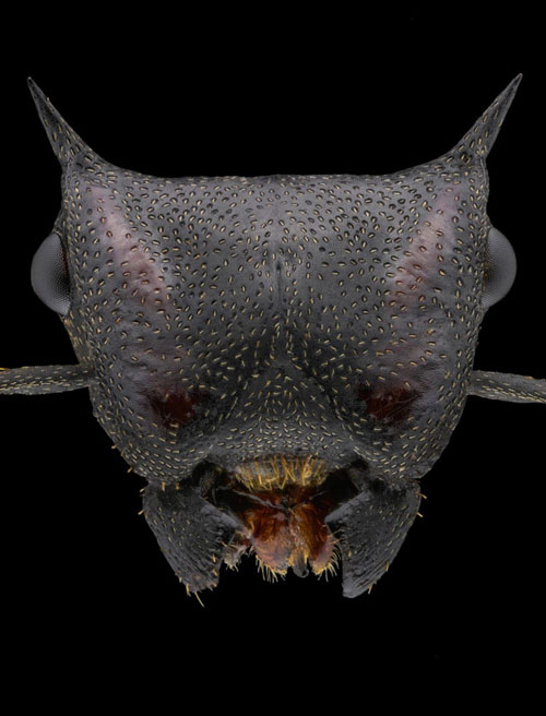 Close-up of the faces of 12 species of ants in the world Picture 13