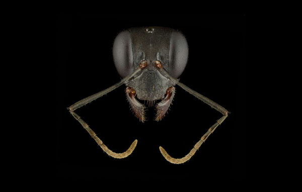 Close-up of the faces of 12 species of ants in the world Picture 2