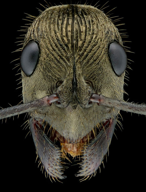 Close-up of the faces of 12 species of ants in the world Picture 3