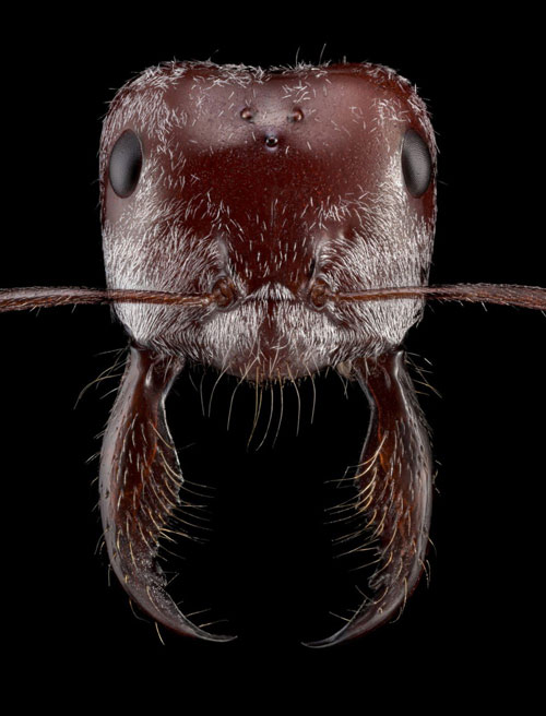 Close-up of the faces of 12 species of ants in the world Picture 4