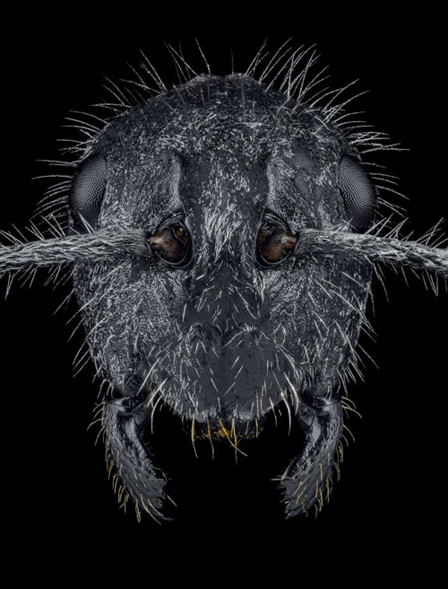 Close-up of the faces of 12 species of ants in the world Picture 5