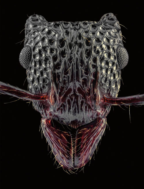 Close-up of the faces of 12 species of ants in the world Picture 7