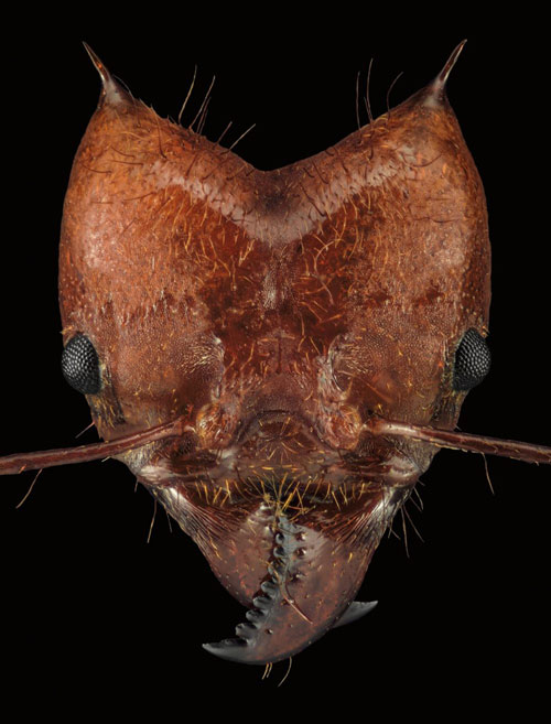 Close-up of the faces of 12 species of ants in the world Picture 8