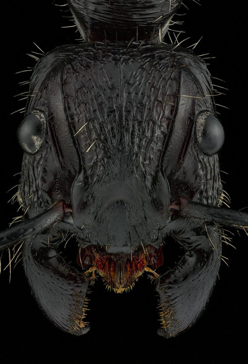 Close-up of the faces of 12 species of ants in the world Picture 9