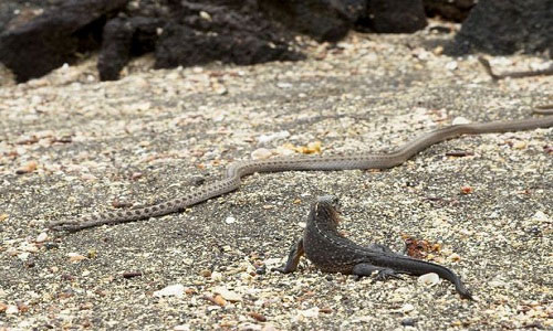 Close-up of the baby iguana's spectacular escape from a pack of ferocious snakes surrounding it Picture 1