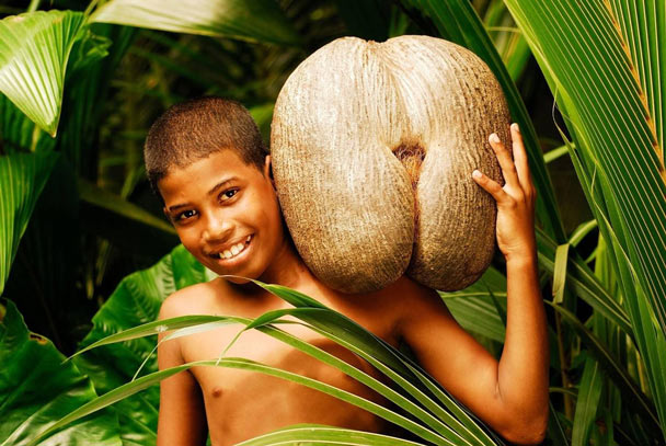 Coco de Mer, the world's largest and most expensive coconut Picture 1