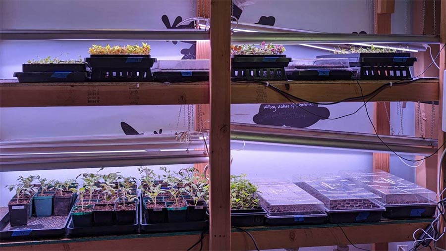 Common mistakes when sowing seeds Picture 2