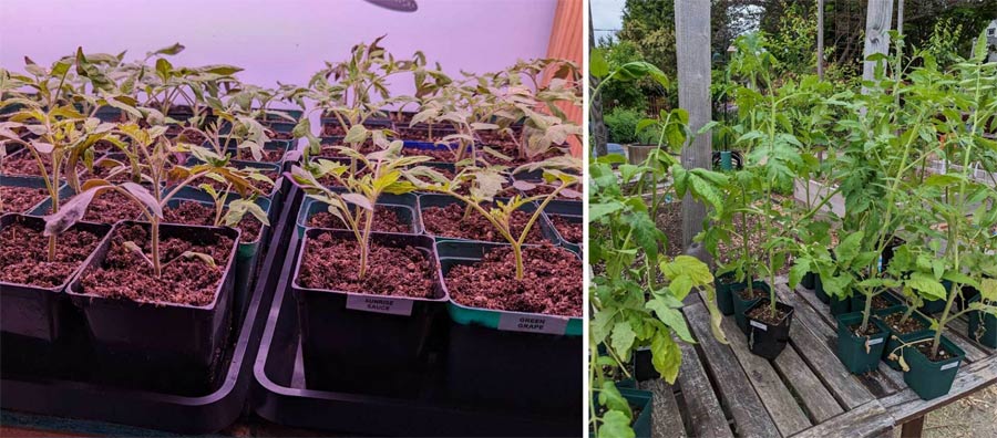 Common mistakes when sowing seeds Picture 3