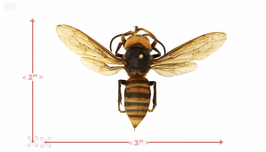 The most dangerous insects in Asia Picture 1