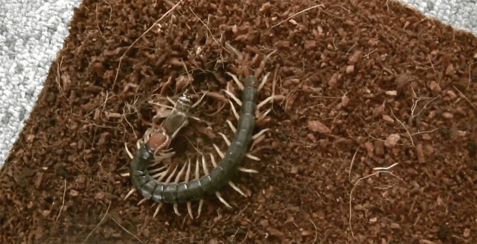 The most dangerous insects in Asia Picture 2