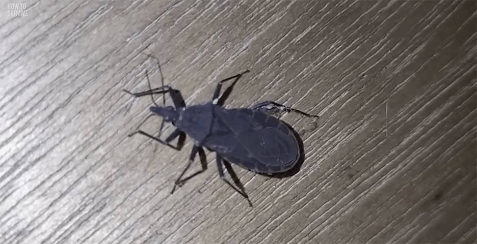 The most dangerous insects in Asia Picture 3