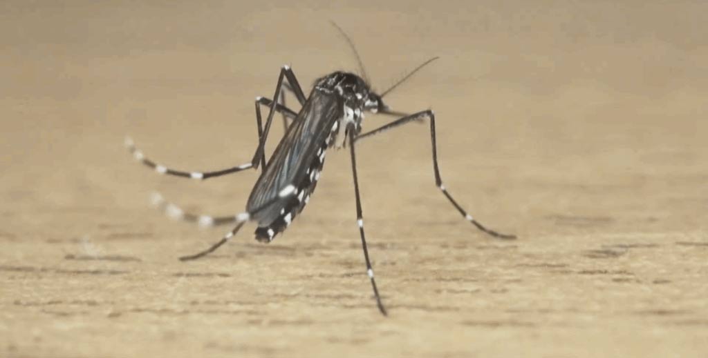 The most dangerous insects in Asia Picture 4