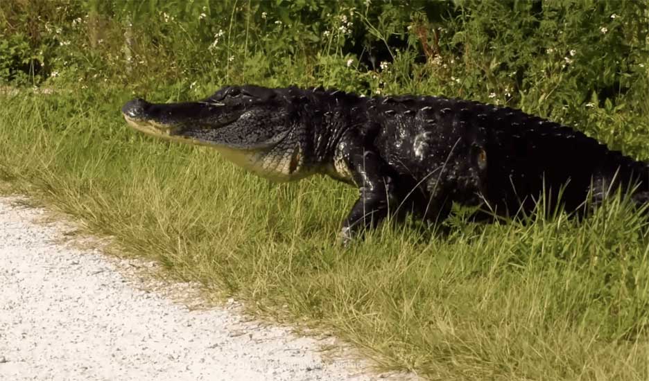 The ocean's most dangerous predators. Picture 1