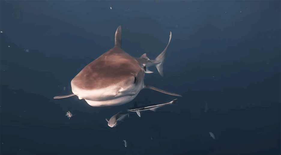 The ocean's most dangerous predators. Picture 2