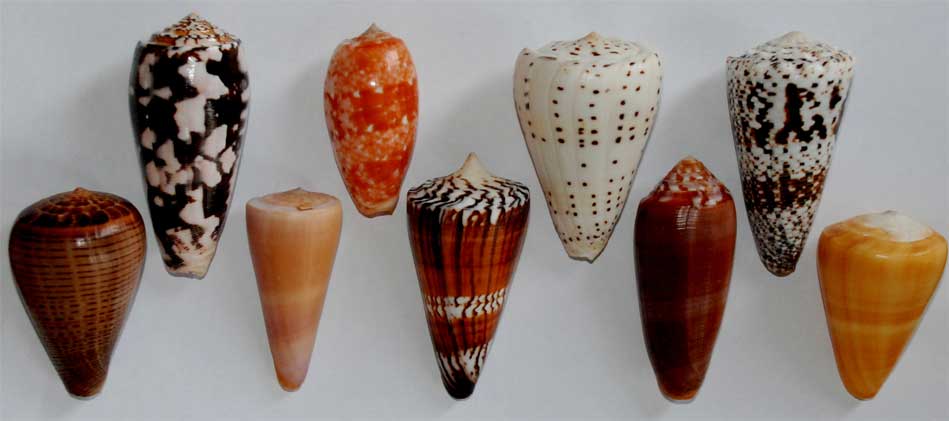 The ocean's most dangerous predators. Picture 3