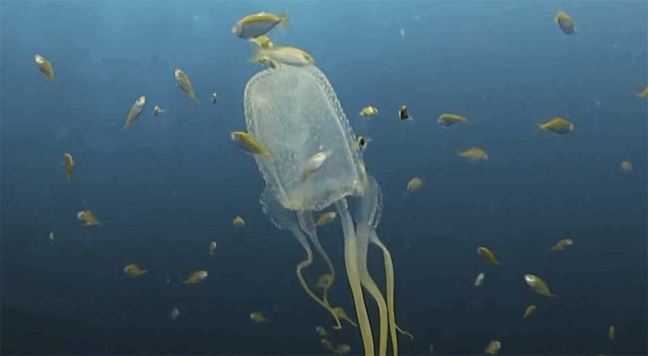 The ocean's most dangerous predators. Picture 4