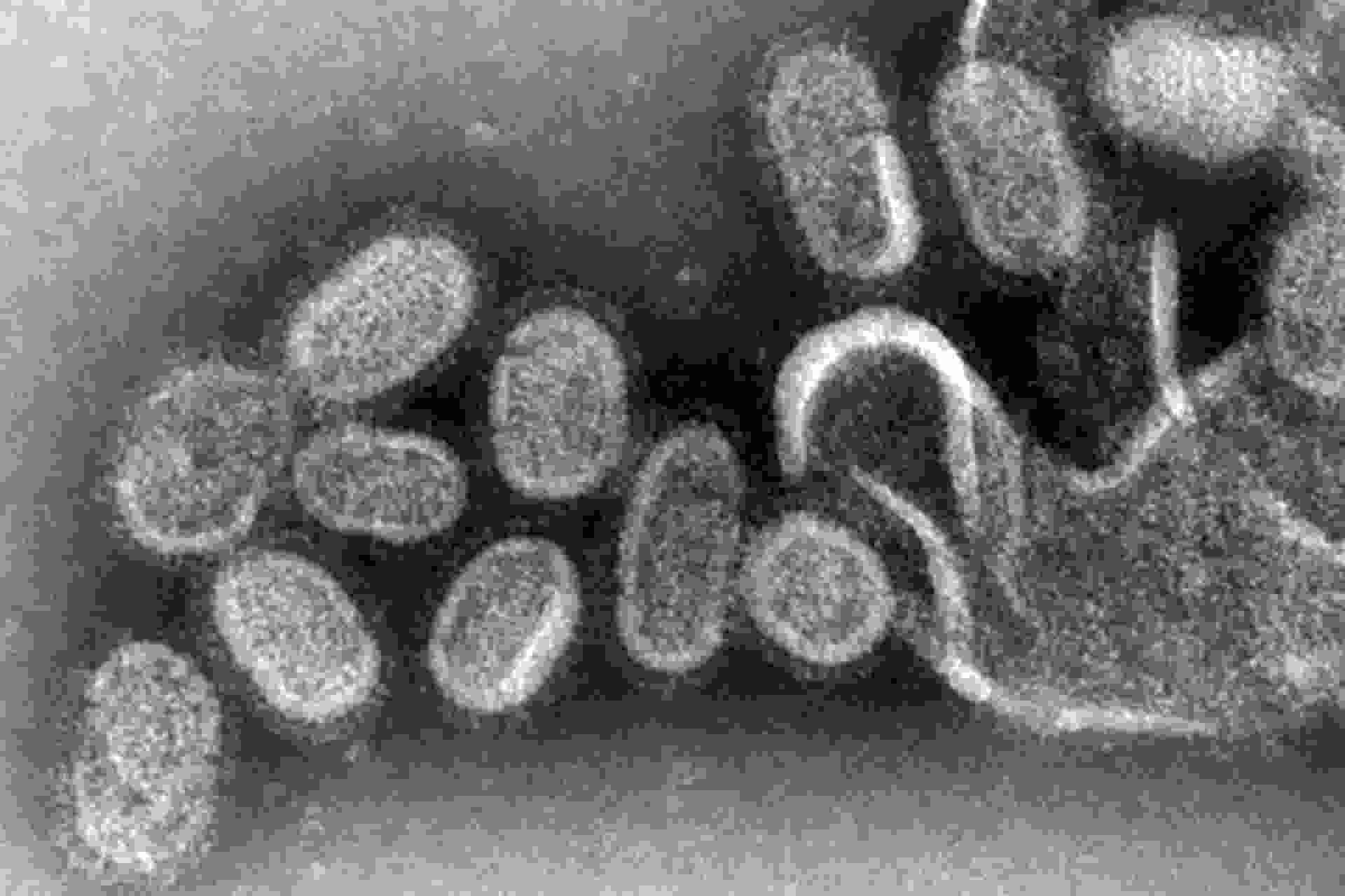 How can dead cells create 'footprints of death', helping viruses spread? Picture 3