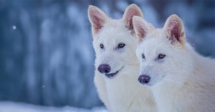 Dire Wolf: Scientists successfully revive ancient wolf species Picture 1