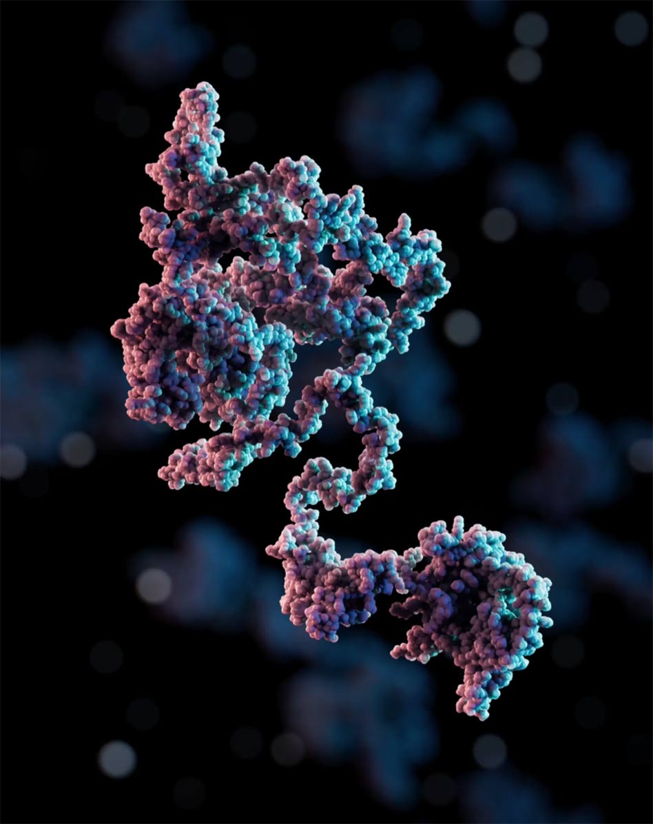 Dire Wolf: Scientists successfully revive ancient wolf species Picture 2