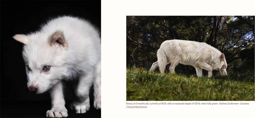 Dire Wolf: Scientists successfully revive ancient wolf species Picture 3