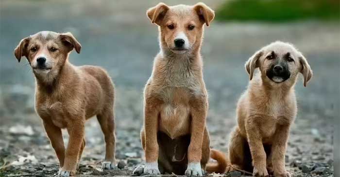 Dogs have the ability to think like humans, even smarter than children. Picture 1