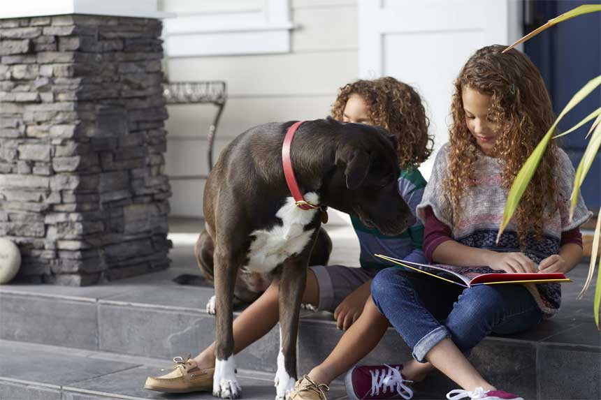 Dogs have the ability to think like humans, even smarter than children. Picture 2