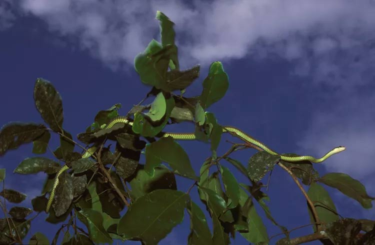 Can dragons really fly and breathe fire? Picture 3