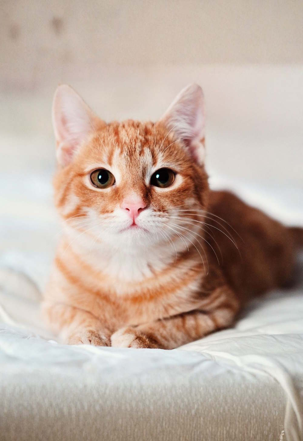 Enlarge sharp images with Magic Expand on Canva AI. Picture 8