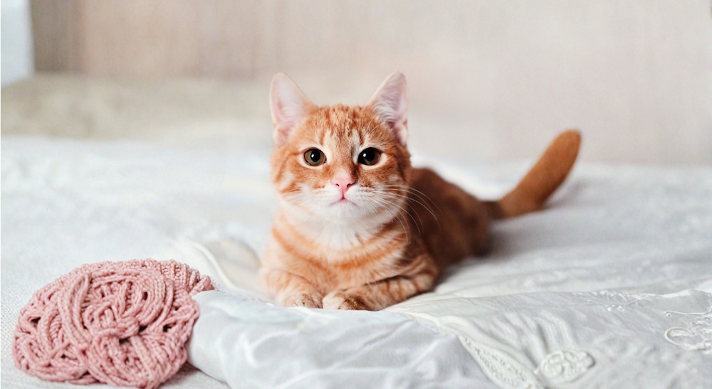 Enlarge sharp images with Magic Expand on Canva AI. Picture 9