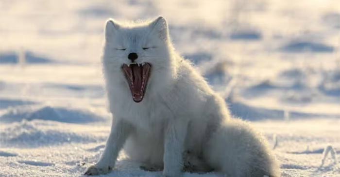 Facts about Arctic foxes you may not know Picture 1