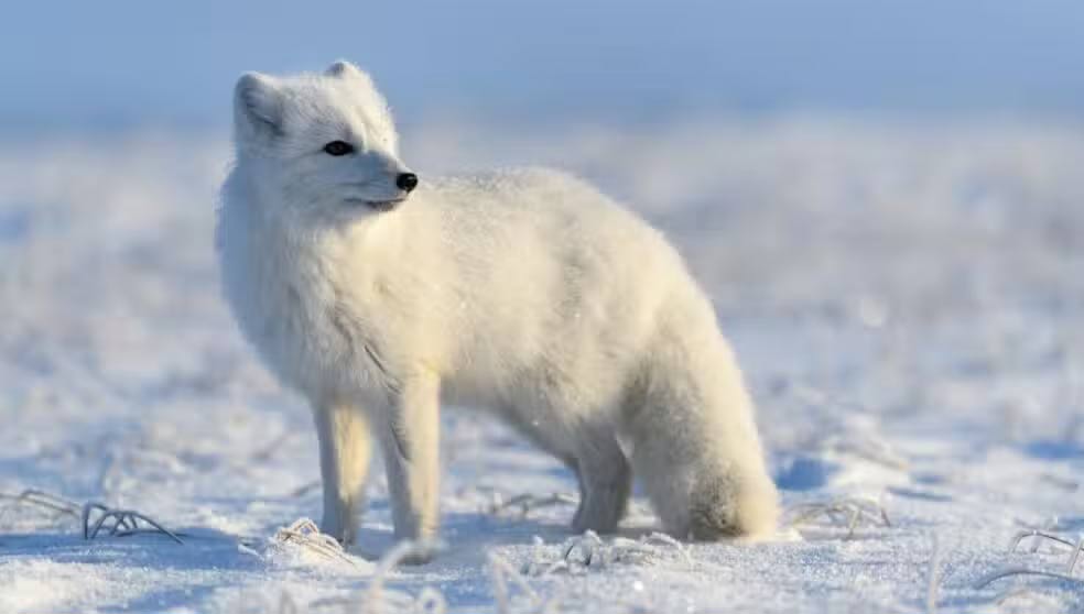 Facts about Arctic foxes you may not know Picture 3