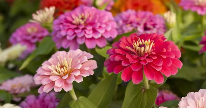 Fast flowering plants, make your garden beautiful and brilliant Picture 1