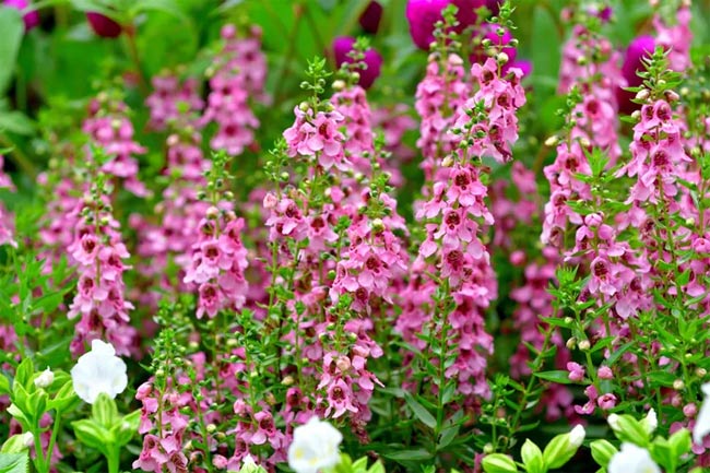 Fast flowering plants, make your garden beautiful and brilliant Picture 2