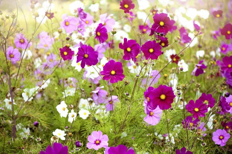 Fast flowering plants, make your garden beautiful and brilliant Picture 3