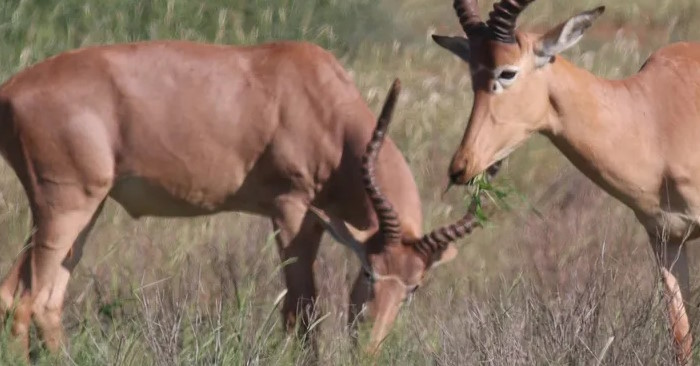The four-eyed antelope is the world's most endangered antelope, with fewer than 500 remaining. Picture 1
